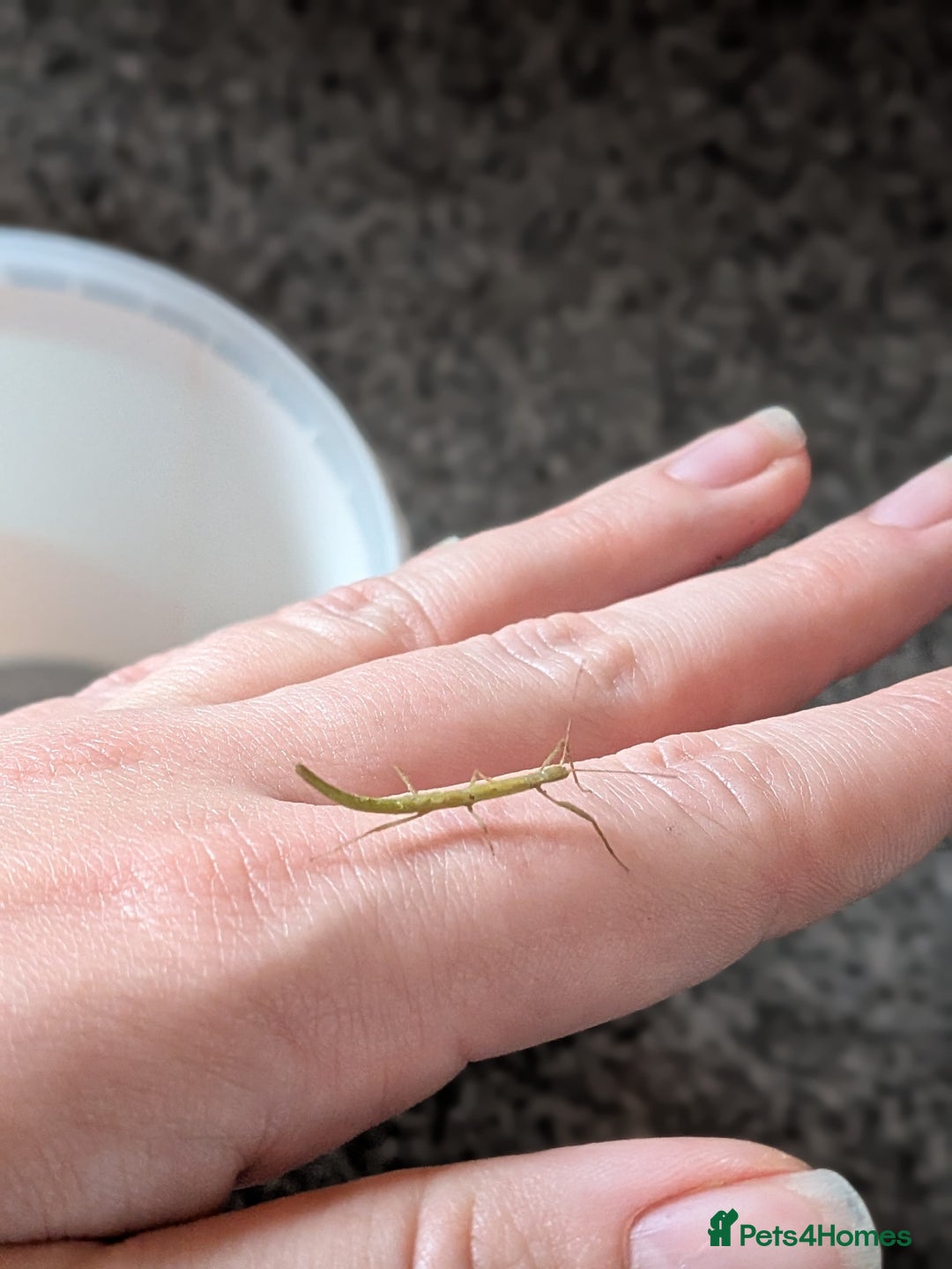 Stick Insects invertebrates for sale: Stick Insects £1 each - Advert 2