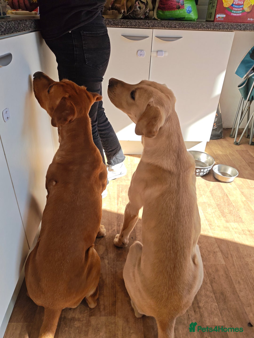 Labrador Retriever dogs for stud: stud only not for sale. KC reg.  - Advert 6