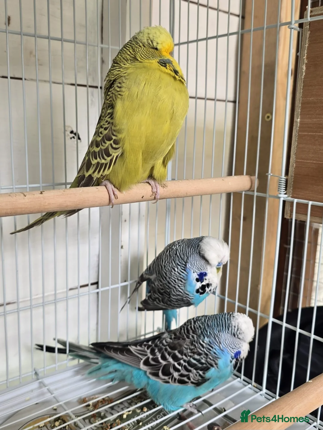 Budgerigars birds for sale: Exhibition budgies  in Wickford - Advert 1