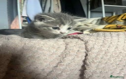 Mixed Breed cats for sale: Beautiful grey kittens - Image 19