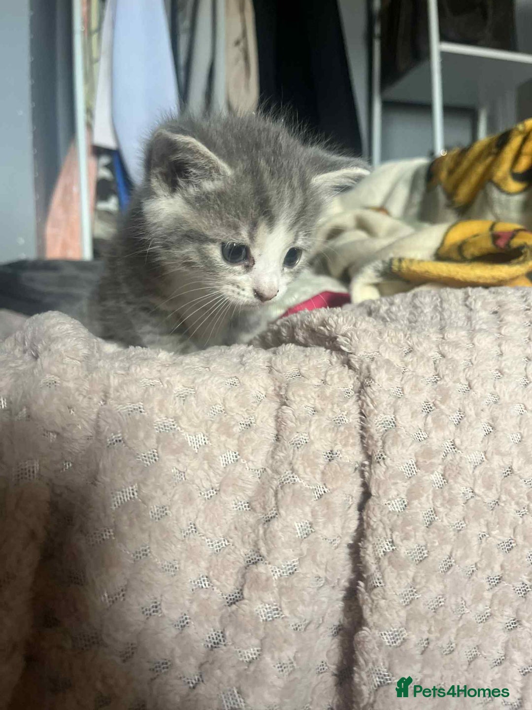 Mixed Breed cats for sale: Beautiful grey kittens - Image 19