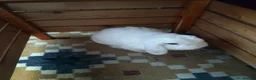 Mini Lop rabbits for sale: Finn the Rabbit, 5y old, looking for new home,  in Dunstable - Advert 4