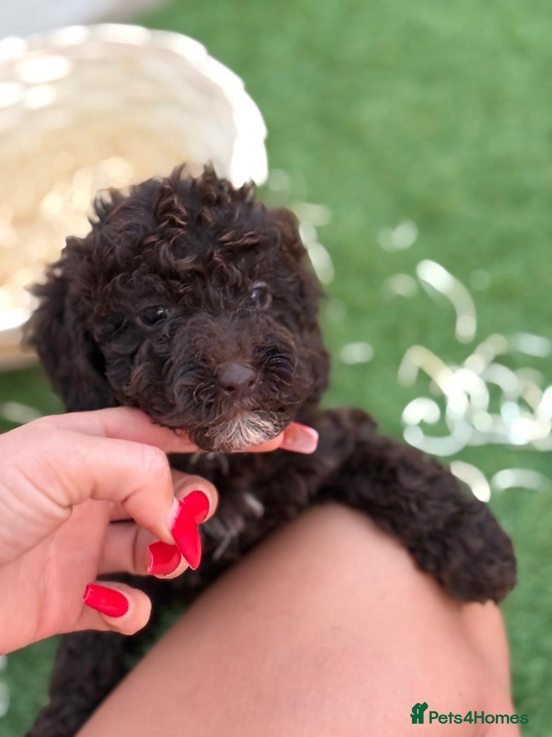 Cockapoo dogs for sale: F2  cockapoo puppies  - Image 7