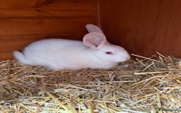 Continental Giant rabbits for sale: Young continental giant (buck)  - Advert 1