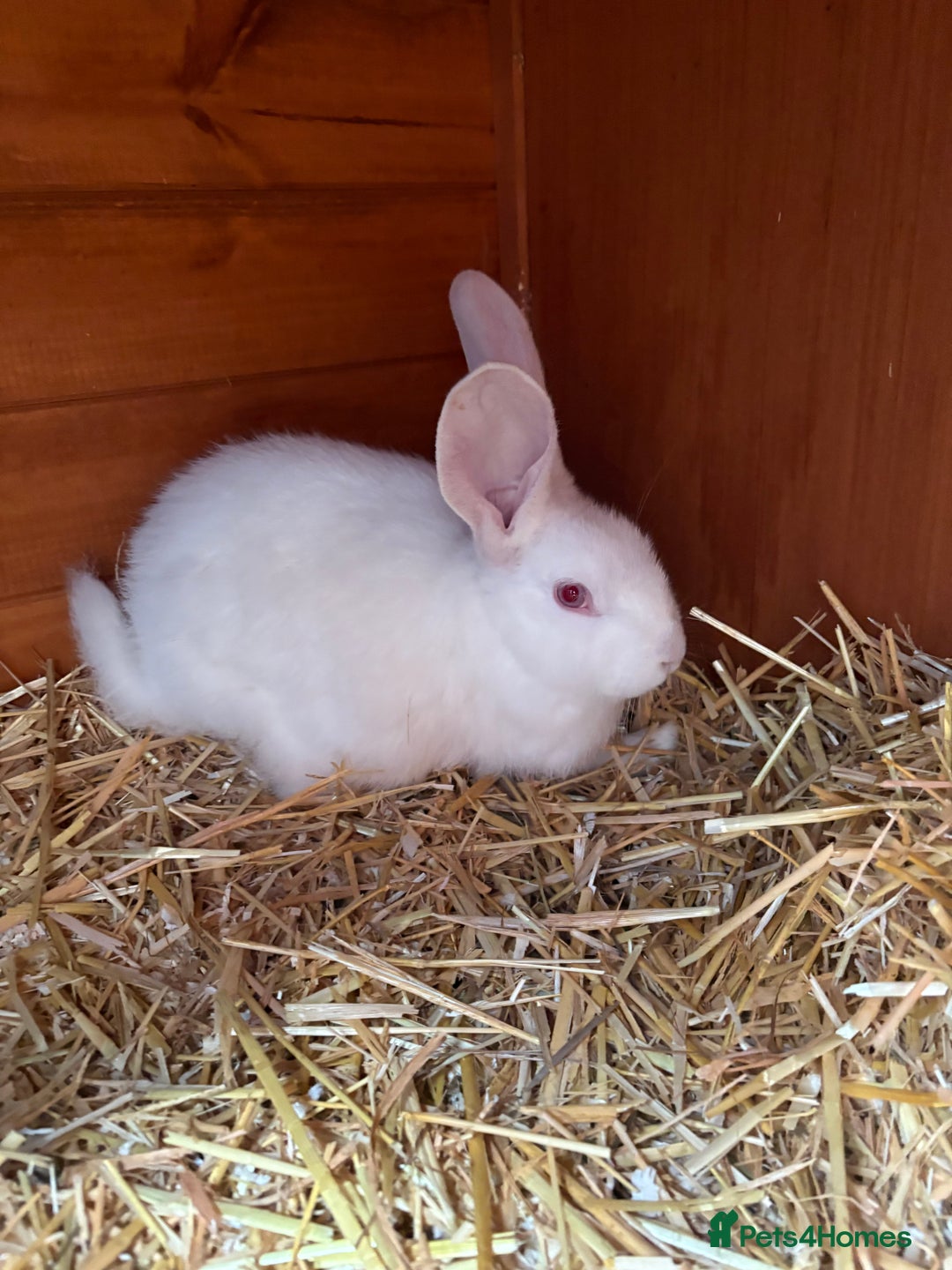 Continental Giant rabbits for sale: Young continental giant (buck)  - Advert 1