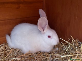 Continental Giant rabbits Young continental giant (buck) - Advert 2