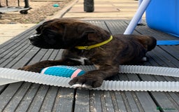 Boxer dogs for sale: READY TO GO - Chunky KC registered Boxer pups - Image 4