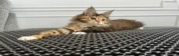 Maine Coon cats for sale: Beautiful Female Mainecoon - Advert 1