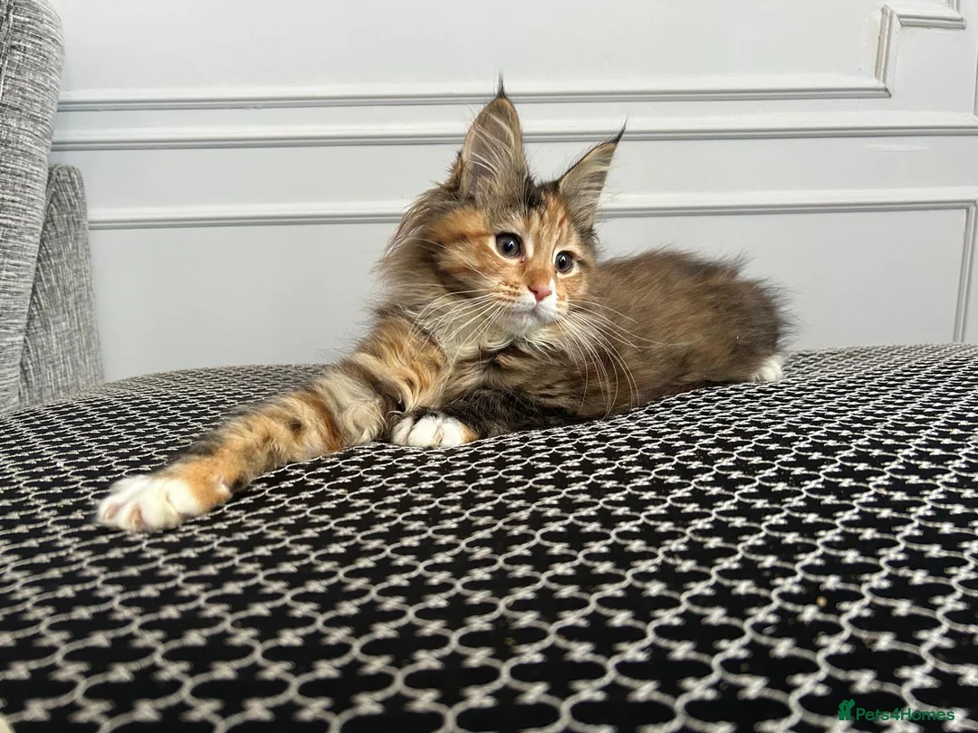 Maine Coon cats for sale: Beautiful Female Mainecoon - Advert 1