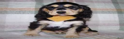 Cocker Spaniel dogs for sale: Beautiful Show Cocker Spaniel Puppies  - Advert 14