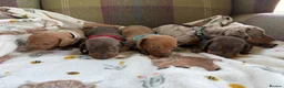 Miniature Dachshund dogs for sale: Miniature dachshund puppies available  - Advert 10