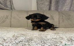 Cockapoo dogs for sale: Beautiful F1 cockapoos ready now  - Image 21