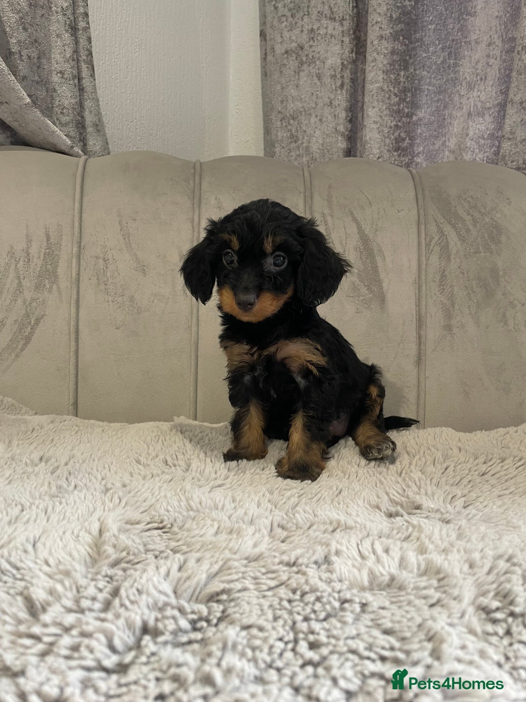 Cockapoo dogs for sale: Beautiful F1 cockapoos ready now  - Image 21