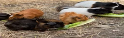 Guinea Pig rodents for sale: Guinea pigs - Advert 2
