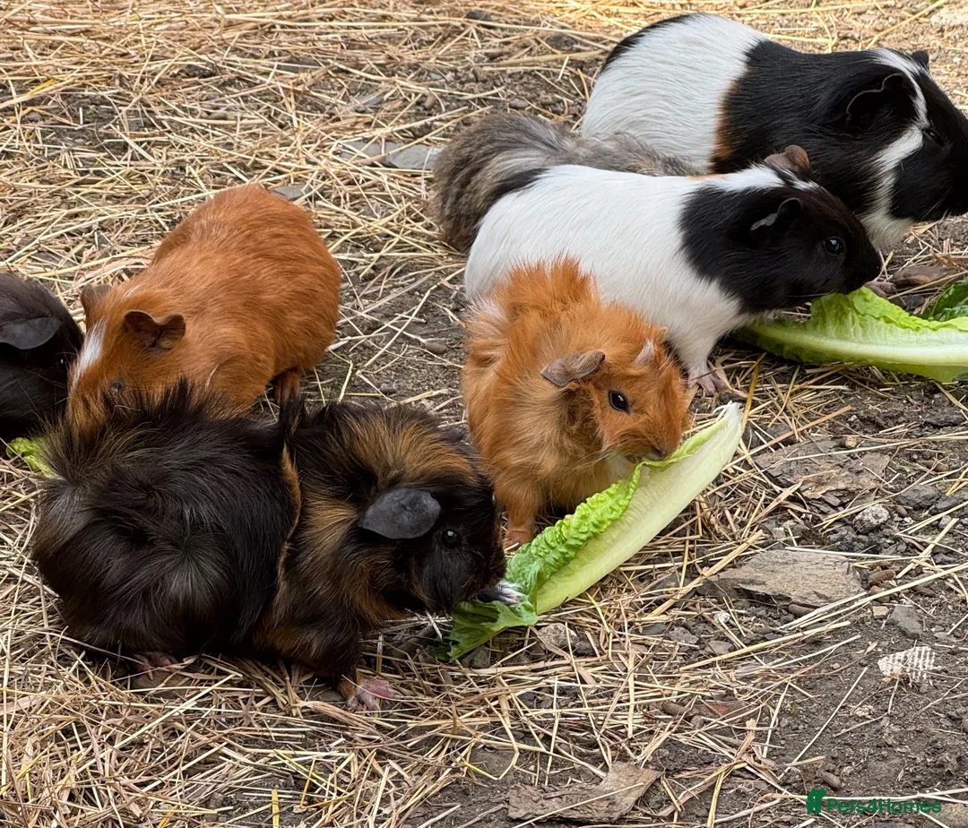 Guinea Pig rodents for sale: Guinea pigs - Advert 2