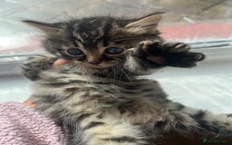Bengal cats for sale: Bengal kittens - Image 9