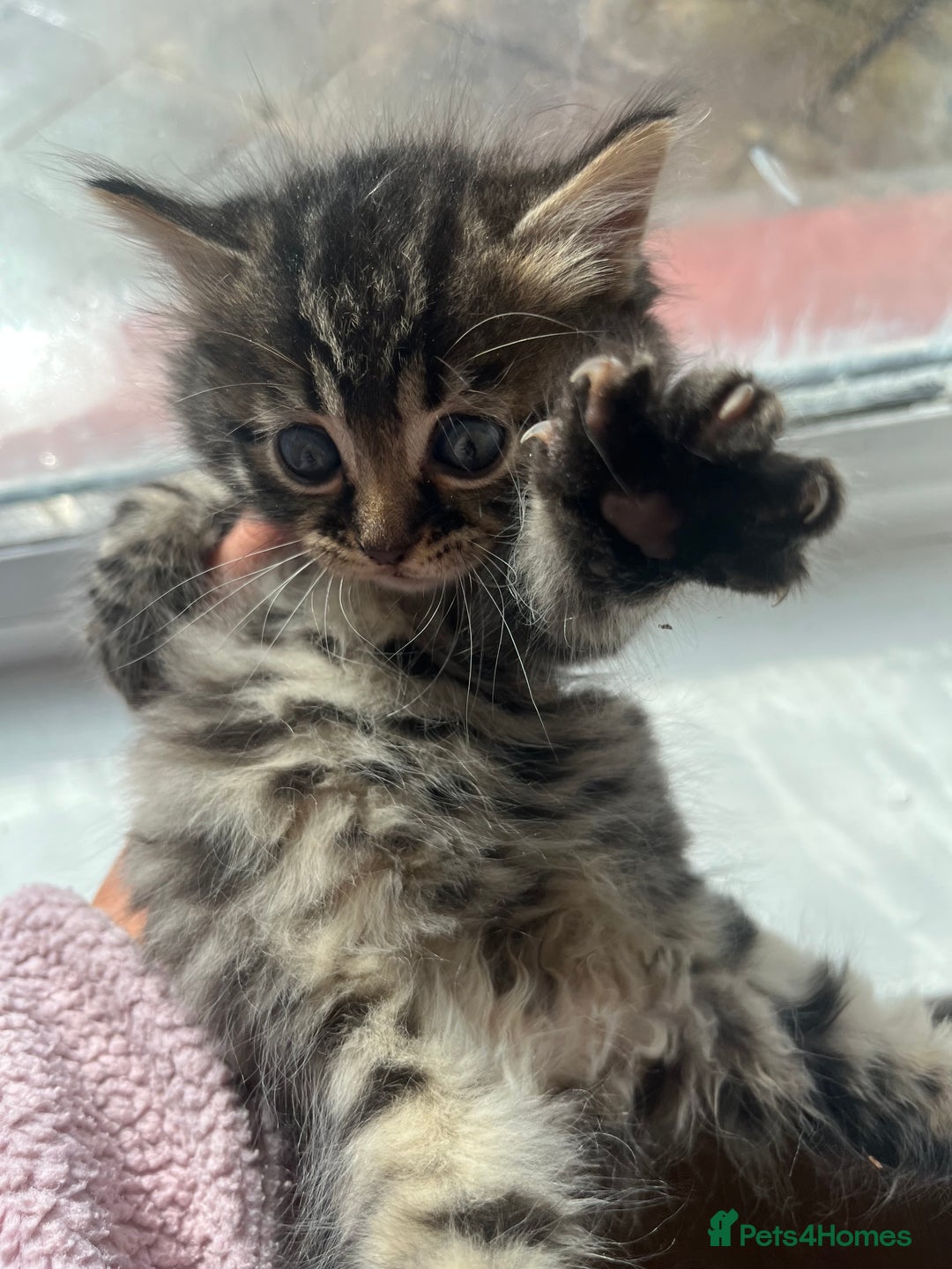 Bengal cats for sale: Bengal kittens - Image 9