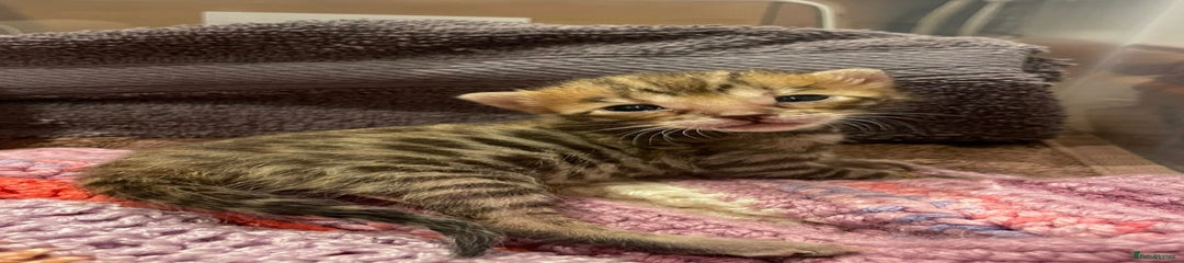 Bengal Kitten 3