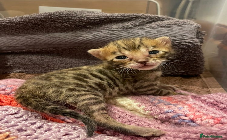Bengal cats - Advert 15