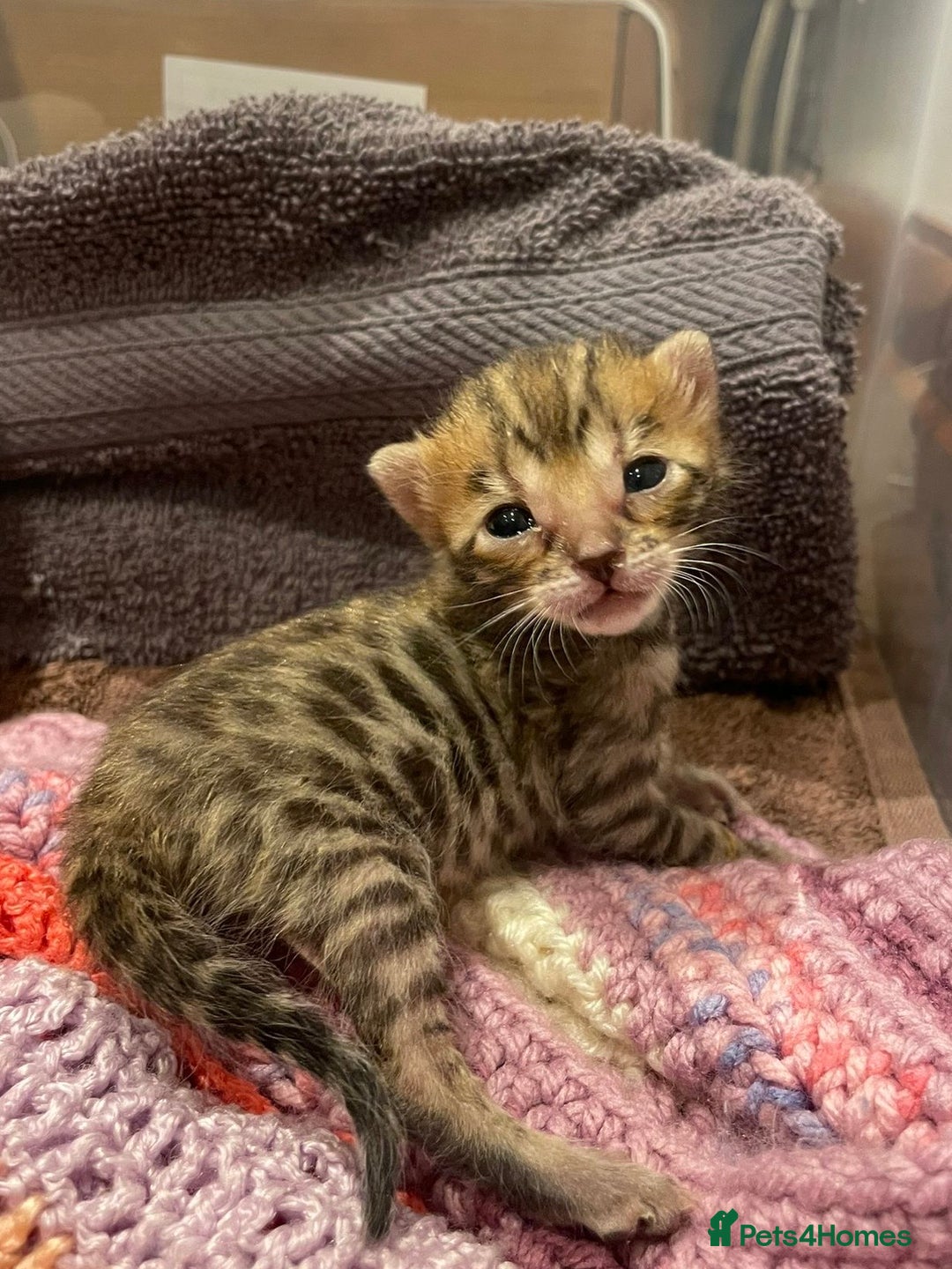 Bengal cats for sale: TICA registered Bengal girls. - Image 1