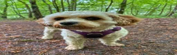 Cavachon dogs for sale: F1b Cavachon puppies in Burton-on-Trent - Advert 1