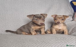 Jack Russell dogs for sale: Miniature jack Russell's only 3 available now - Image 9