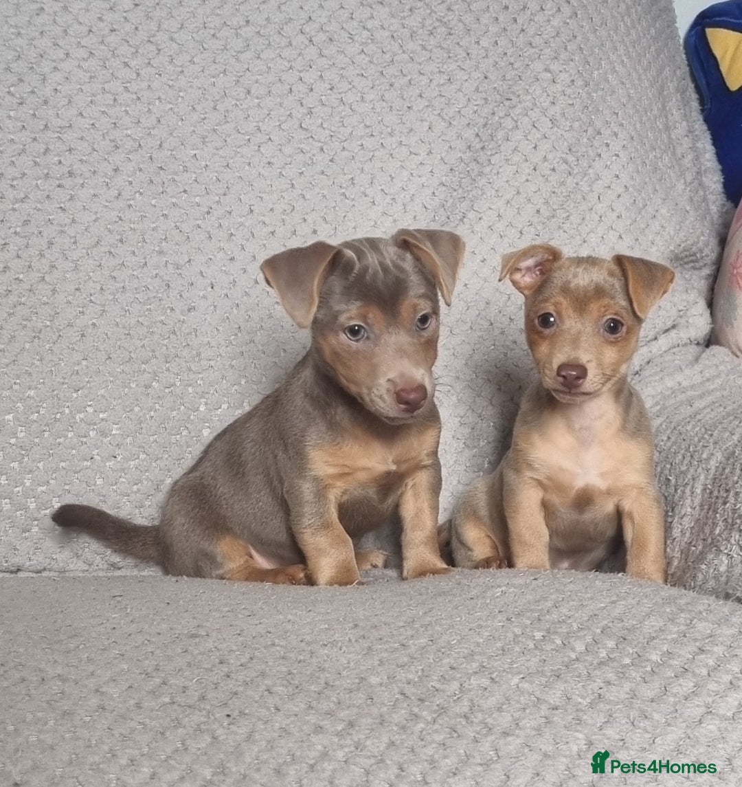 Jack Russell dogs for sale: Miniature jack Russell's only 3 available now - Image 9