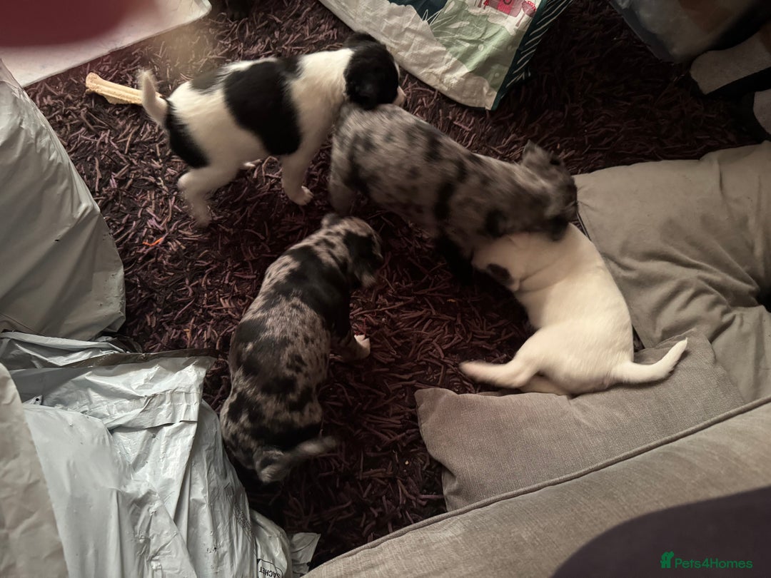 Patterjack dogs for sale: Three gorgeous puppies for sale  - Advert 5