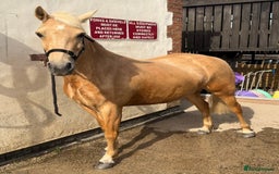 Welsh Section C horses for sale: Child’s best friend  - Image 1