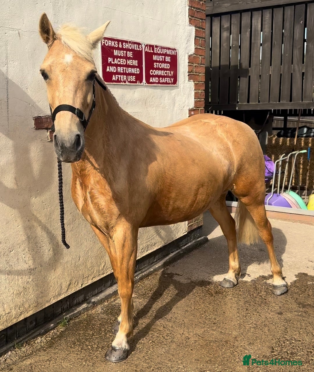 Welsh Section C horses for sale: Child’s best friend  - Image 1
