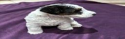 Fox Terrier dogs for sale: wire hair fox terrier puppies - Advert 7
