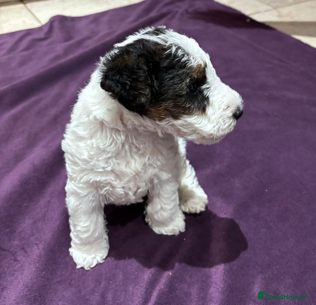 Fox Terrier dogs for sale: wire hair fox terrier puppies - Advert 7