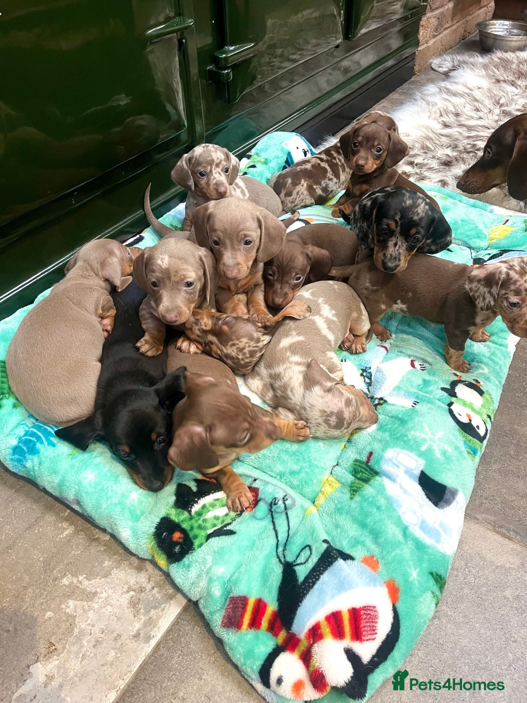 Miniature Dachshund dogs for sale: RARE KC 2 Isabella+tan boys, 1 chocolate and tan  - Advert 2