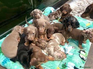 Miniature Dachshund dogs RARE KC 2 Isabella+tan boys, 1 chocolate and tan - Advert 4