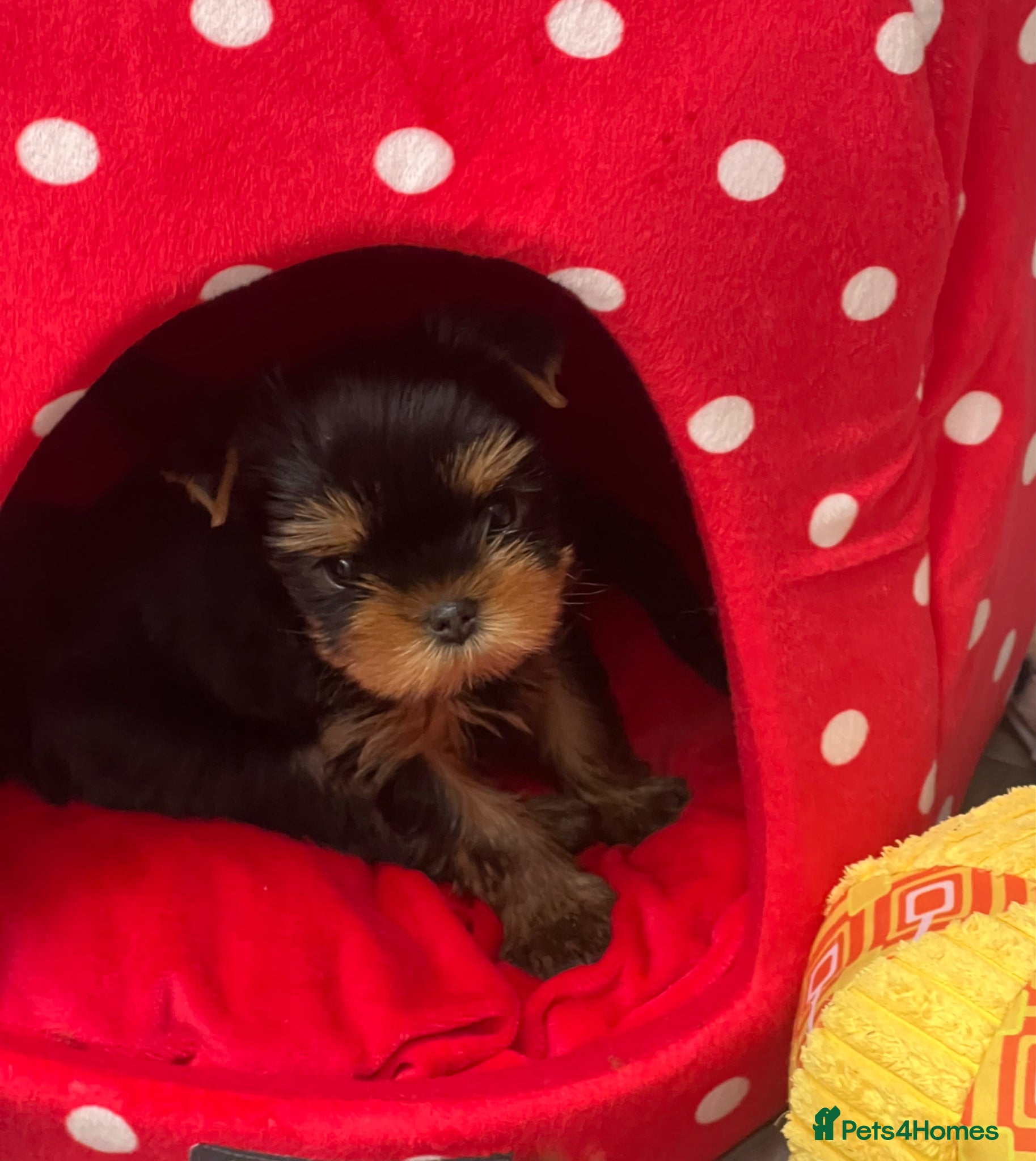 Yorkshire Terrier dogs Adorable KC reg puppies 🩵💕 - Advert 1