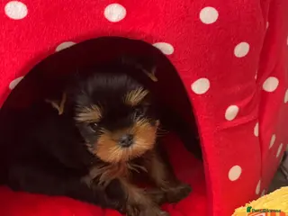 Yorkshire Terrier dogs Adorable KC reg puppies 🩵💕 - Advert 1