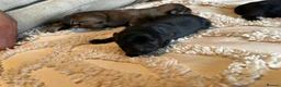 Pomeranian dogs for sale: 👑Perfect Pomeranian puppies 🐶  - Advert 4