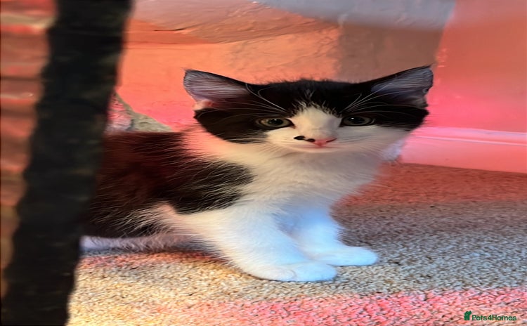 Domestic Shorthair cats - Advert 5
