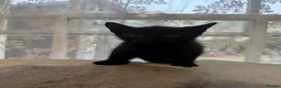 Mixed Breed cats for sale: 3 beautiful kittens for sale  - Advert 4