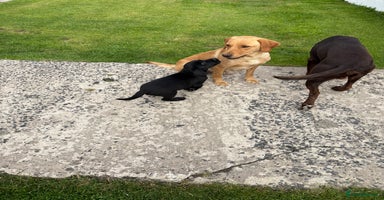 Labrador Retriever dogs - Advert 4