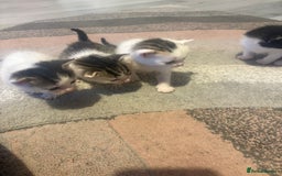 Mixed Breed cats for sale: Gorgeous kittens for sale  - Image 6