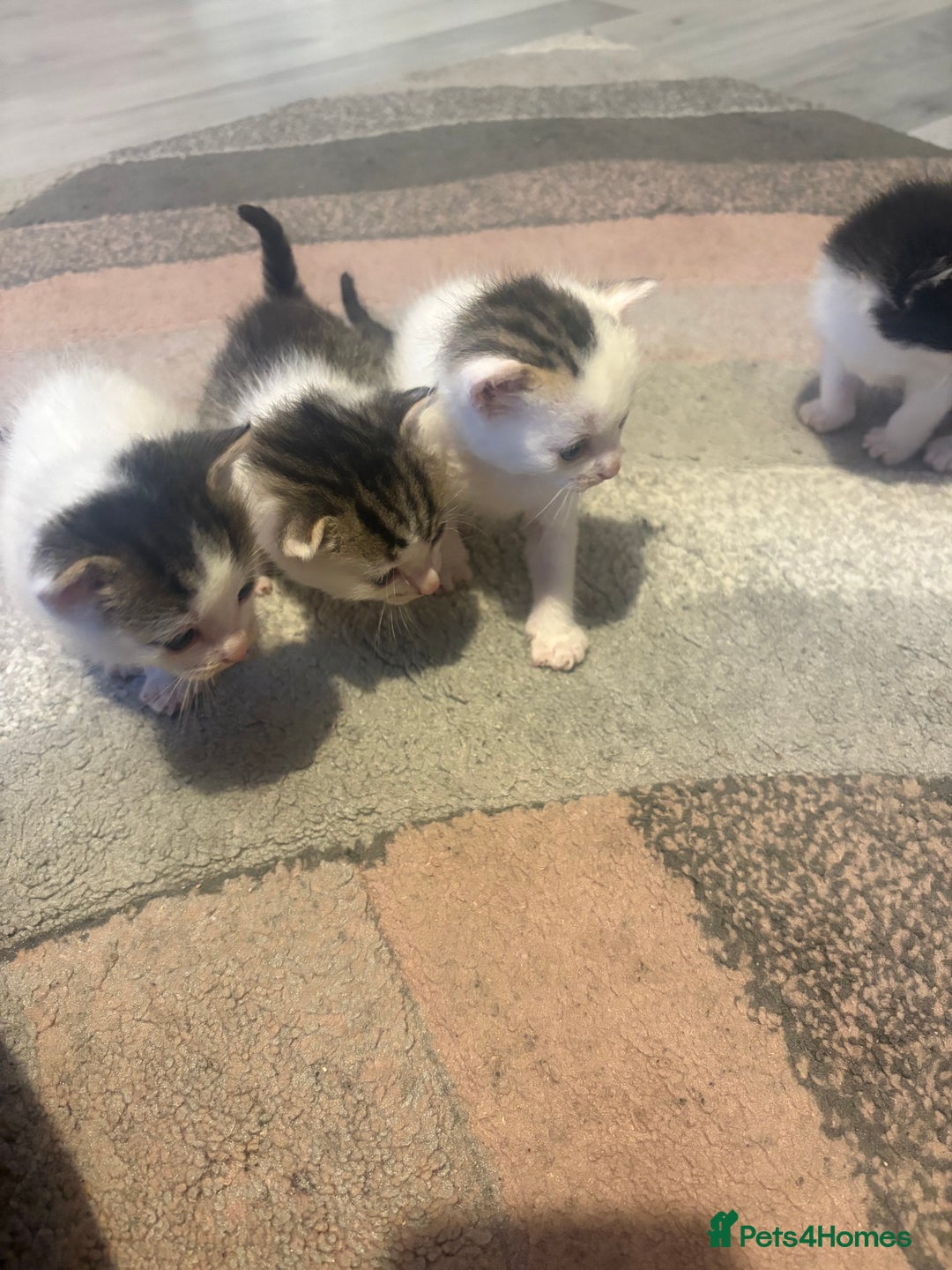 Mixed Breed cats for sale: Gorgeous kittens for sale  - Image 6