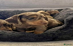 Miniature Dachshund dogs for sale: Miniature smooth haired Dachshund puppies  - Image 2