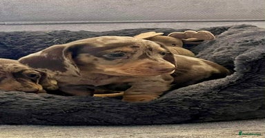 Miniature Dachshund dogs - Advert 4