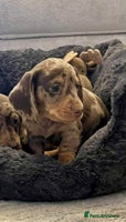 Miniature Dachshund dogs - Advert 4