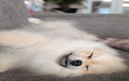 Pomeranian dogs for sale: Rehoming required for our two brothers.  - Image 3