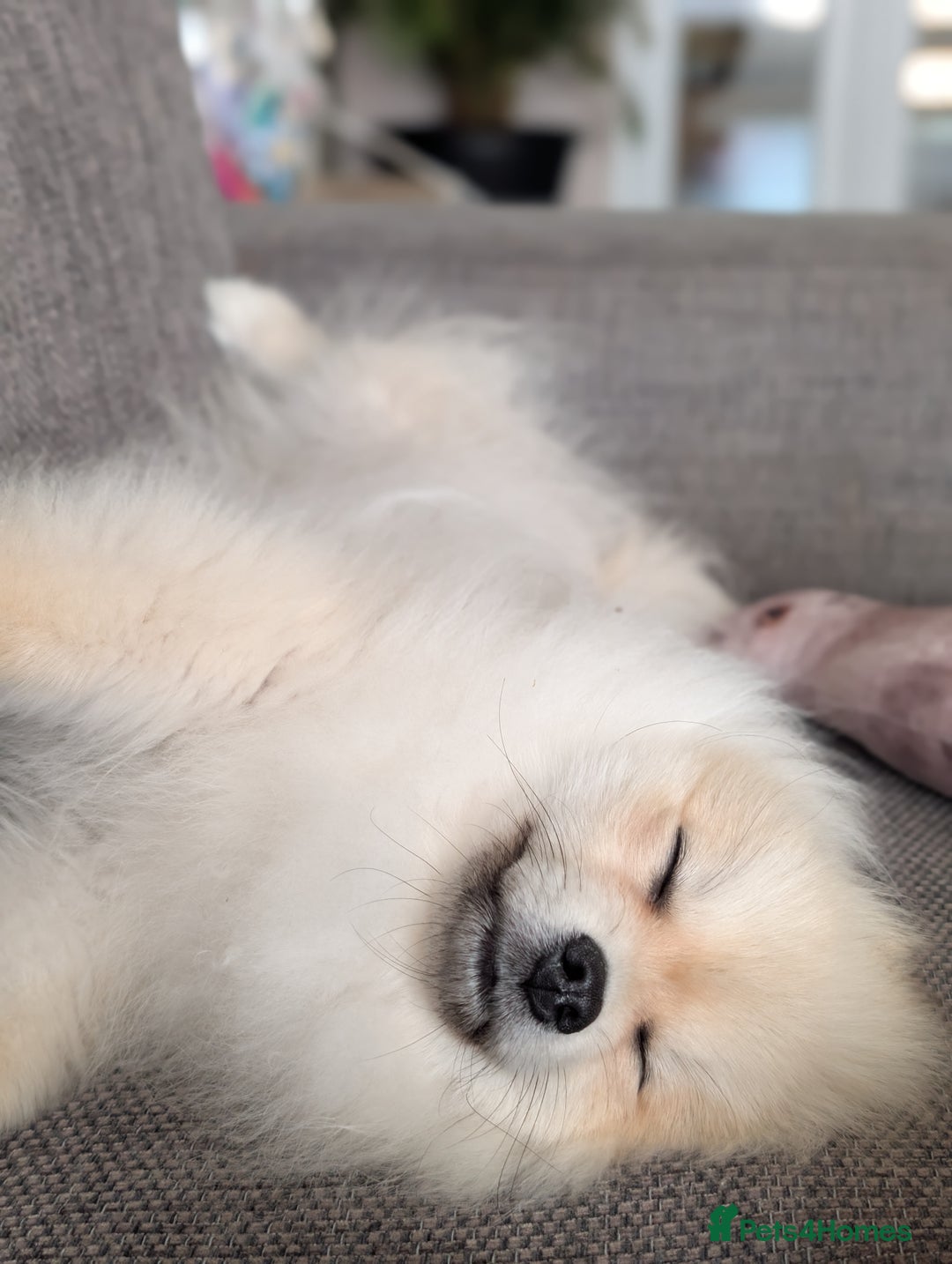 Pomeranian dogs for sale: Rehoming required for our two brothers.  - Image 3