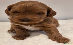 Australian Labradoodle dogs for sale: Australian Labradoodle Puppies  - Image 3