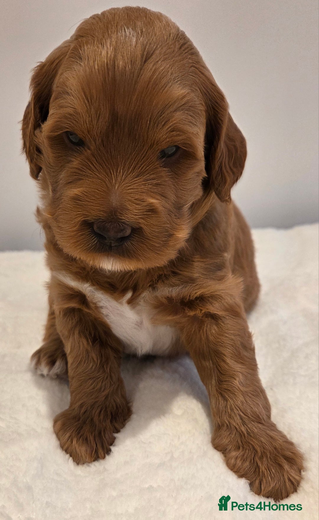 Australian Labradoodle dogs for sale: Australian Labradoodle Puppies  - Image 3
