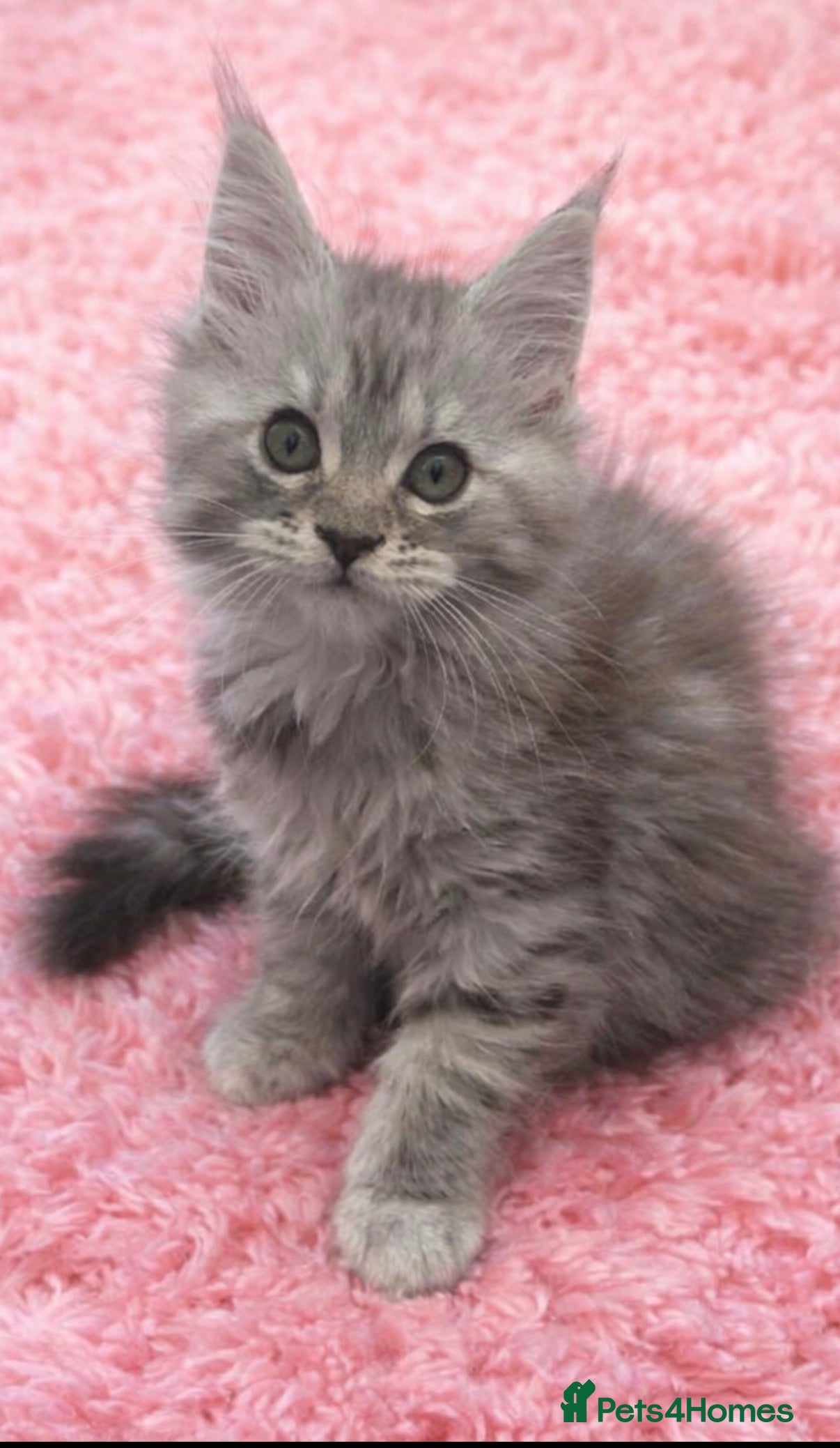 Maine Coon cats Registered Maine coon kittens  - Advert 16